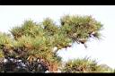 黑松-葉05.jpg