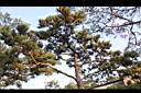 黑松06.jpg
