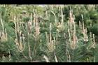 黑松-花序02.JPG