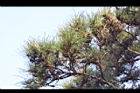 黑松-葉03.jpg