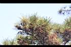 黑松-葉04.jpg