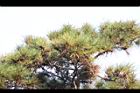 黑松-葉07.jpg