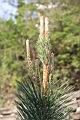 黑松-雌花序00.jpg