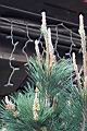黑松-雌花序03.jpg
