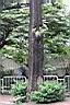 黑板樹-莖00.jpg
