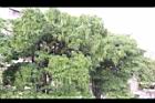 黑板樹-實06.jpg