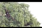 黑板樹-實07.jpg