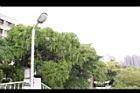 黑板樹-實11.jpg