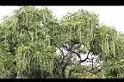 黑板樹-實15.jpg