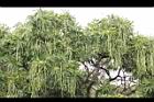 黑板樹-實16.jpg