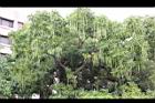 黑板樹-實18.jpg