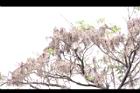 黑板樹-實22.jpg