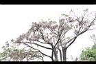 黑板樹-實25.jpg