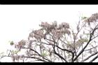 黑板樹-實26.jpg