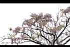 黑板樹-實27.jpg