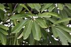 黑板樹-葉01.jpg