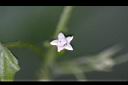 黑果馬交兒-花01.jpg