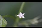 黑果馬交兒-花00.jpg