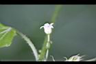 黑果馬交兒-花03.jpg