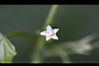 黑果馬交兒-花04.jpg