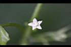 黑果馬交兒-花05.jpg