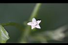 黑果馬交兒-花06.jpg