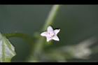 黑果馬交兒-花07.jpg