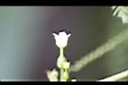 黑果馬交兒-花08.jpg