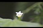黑果馬交兒-花11.jpg