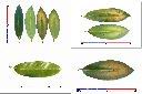 黑柿-葉2.jpg