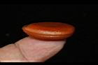 黑柿-種子10.JPG