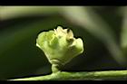 黑柿-花06.JPG