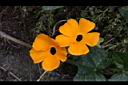 黑眼花-花09.JPG