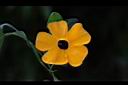 黑眼花-花19.JPG