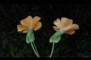 黑眼花-花23.JPG