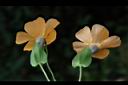 黑眼花-花26.JPG