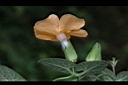 黑眼花-花28.JPG
