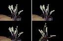黑眼花-花蕊1.jpg