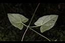黑眼花-葉背00.JPG