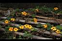 黑眼花06.JPG