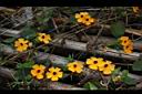 黑眼花07.JPG