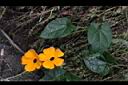 黑眼花16.JPG