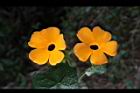 黑眼花-花07.JPG