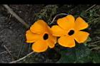 黑眼花-花14.JPG