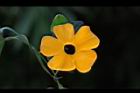 黑眼花-花18.JPG