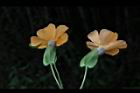 黑眼花-花22.JPG