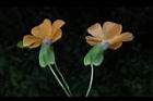 黑眼花-花24.JPG