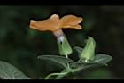 黑眼花-花27.JPG