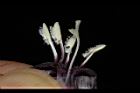 黑眼花-花蕊03.JPG
