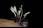 黑眼花-花蕊05.JPG